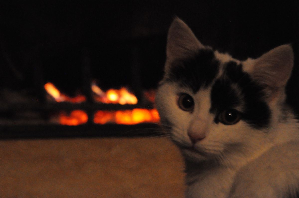 Gatto al fuoco